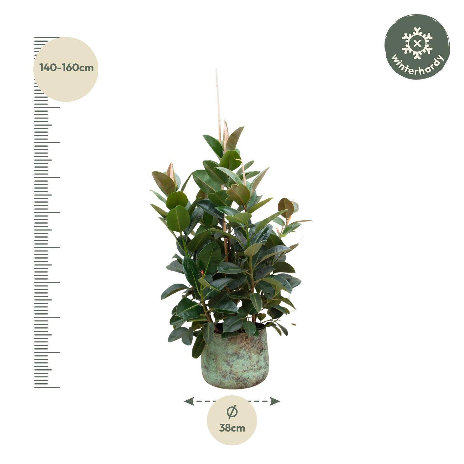 Ficus Robusta verzweigt – 150 cm – Ø38 - Botanic-Vibes