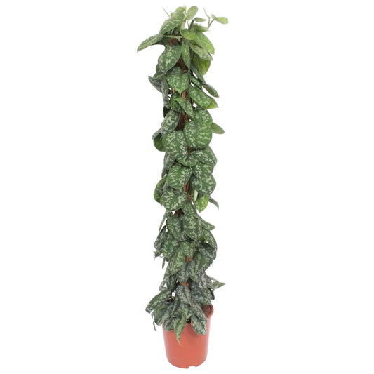 Scindapsus pictus Trebie – mit Moosstab – 160 cm – Ø30