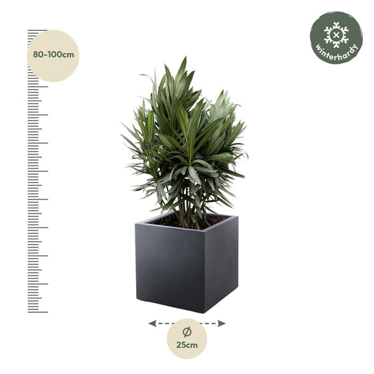 Nerium oleander Strauch mit roter Blüte – 70 cm – Ø19