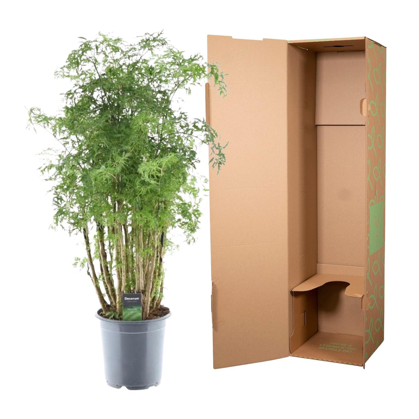 Polyscias Hawaiiana Ming – 90 cm – Ø24