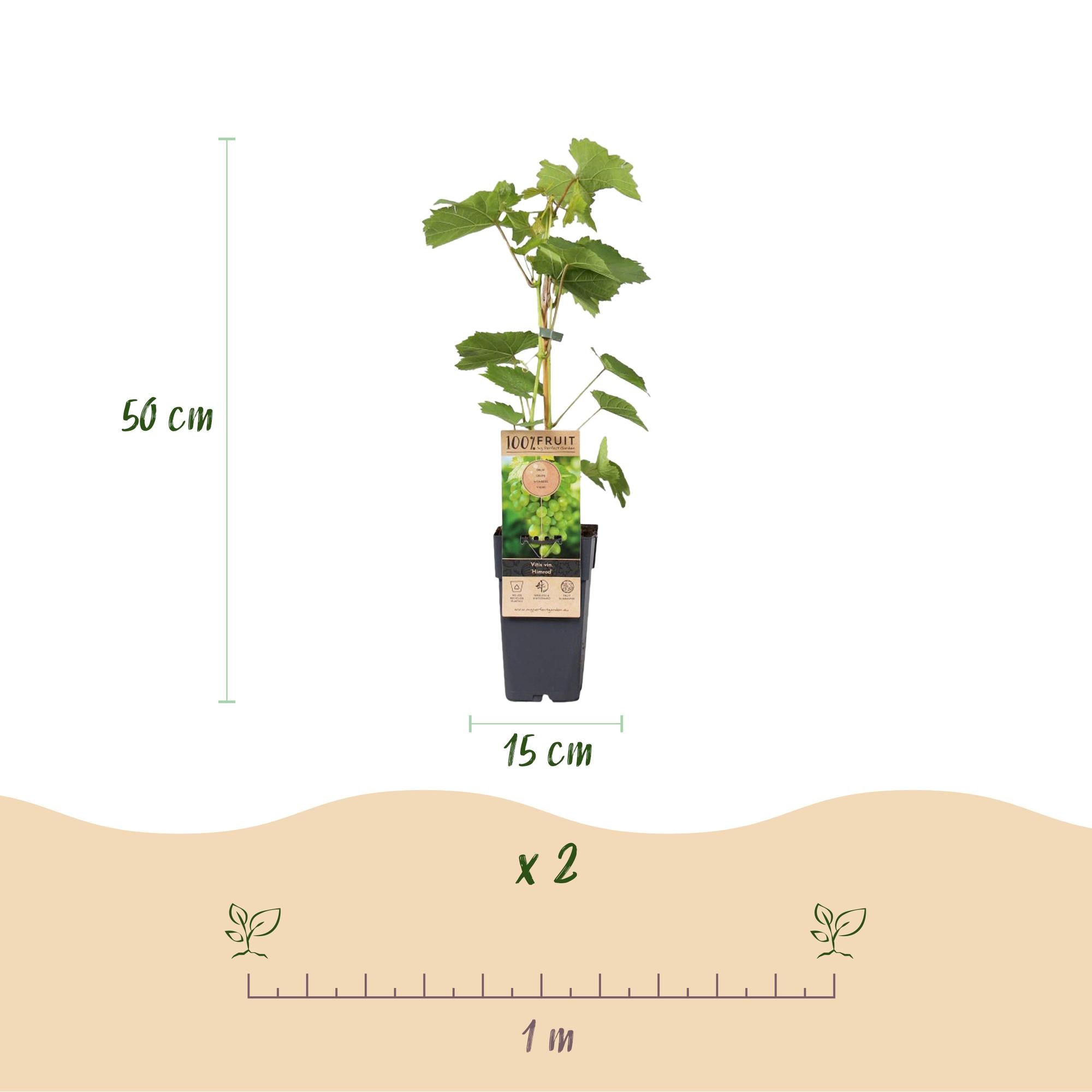 Obstpflanze, Vitis vinifera Himrod, Vanessa, Weinrebe, Kernlos, Blaue & Weiße Traube, 2 Pflanzen, Topf 15 cm, 50 cm