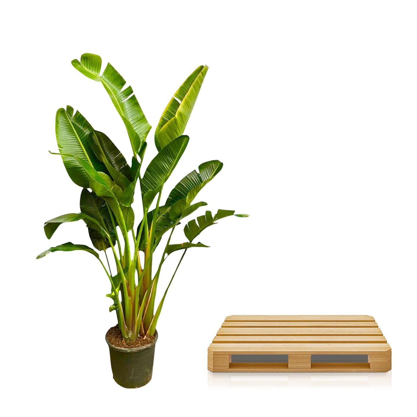 Strelitzia augusta multi-stamm XXL – 250 cm – Ø30–40