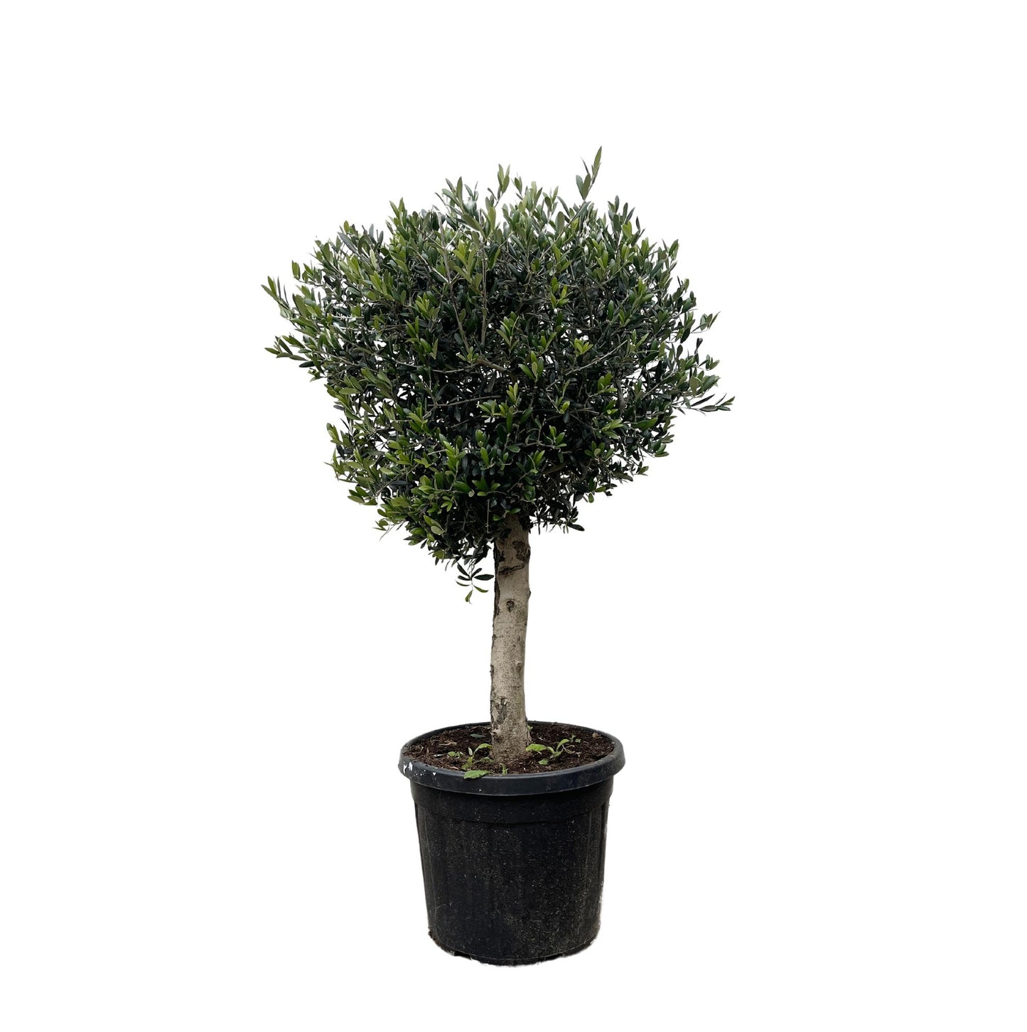 Olea europaea Lorc – 180 cm – Ø50