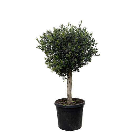 Olea europaea Lorc – 180 cm – Ø50