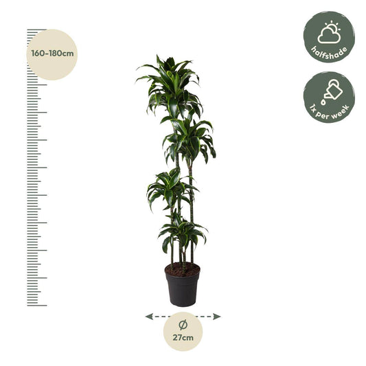 Dracaena dorado – 170 cm – ø27 - Botanic-Vibes