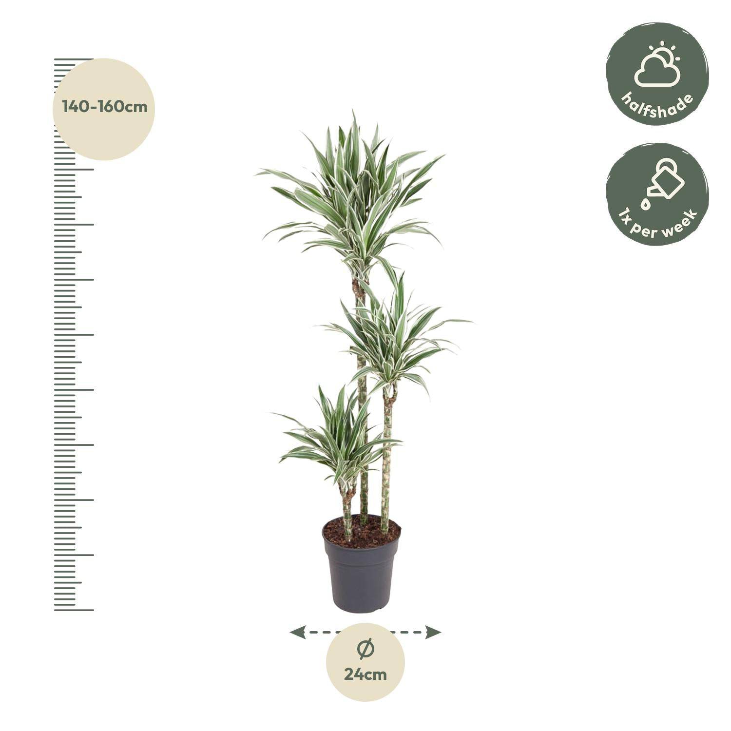 Dracaena White Stripe – 150 cm – Ø24 - Botanic-Vibes