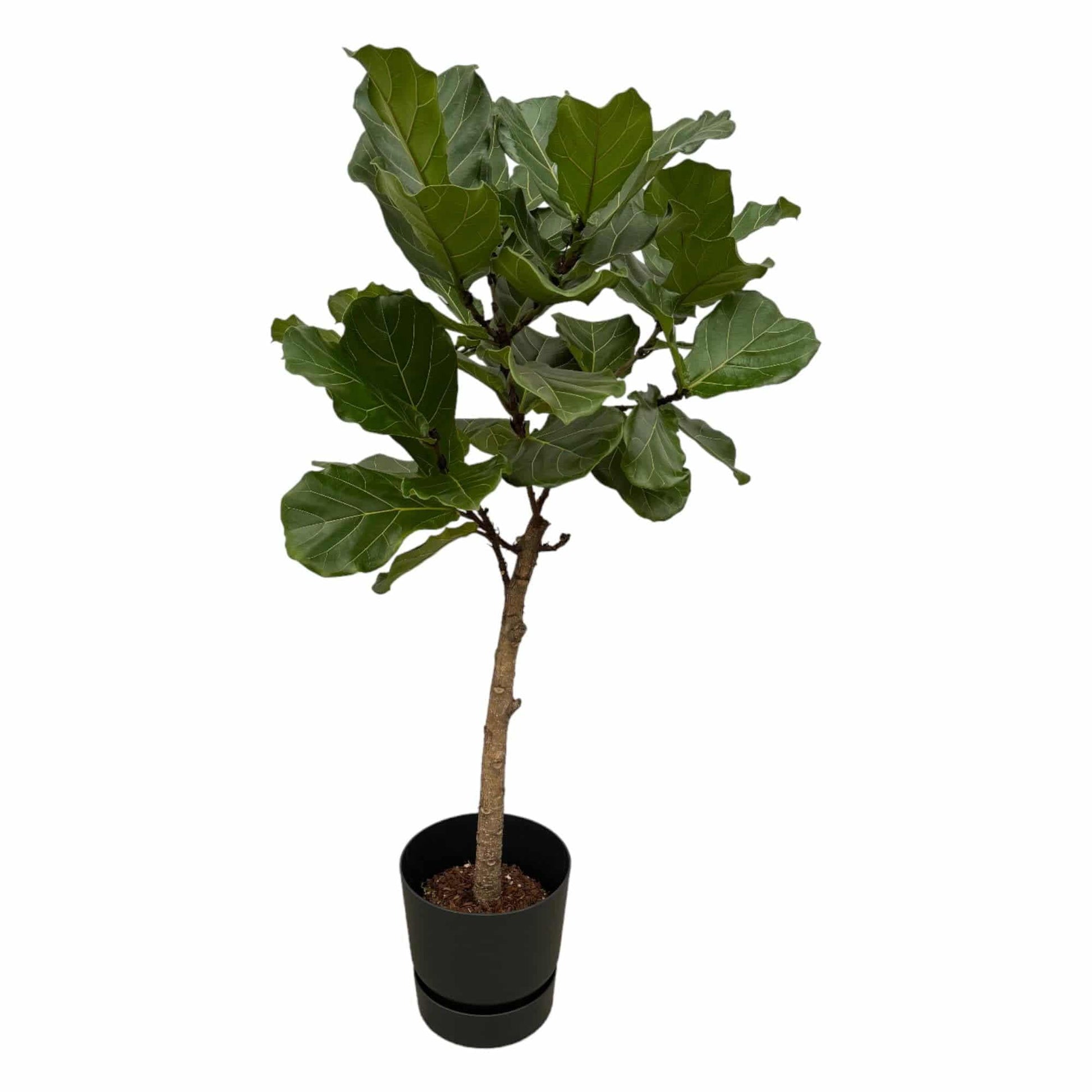 Ficus Lyrata Stamm inkl. elho Greenville Round Schwarz – 160 cm – Ø30 - Botanic-Vibes