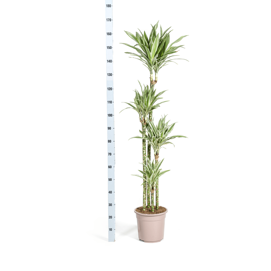 Dracaena Deremensis White Stripe Ø27cm - ↕170 - 190cm - Botanic-Vibes