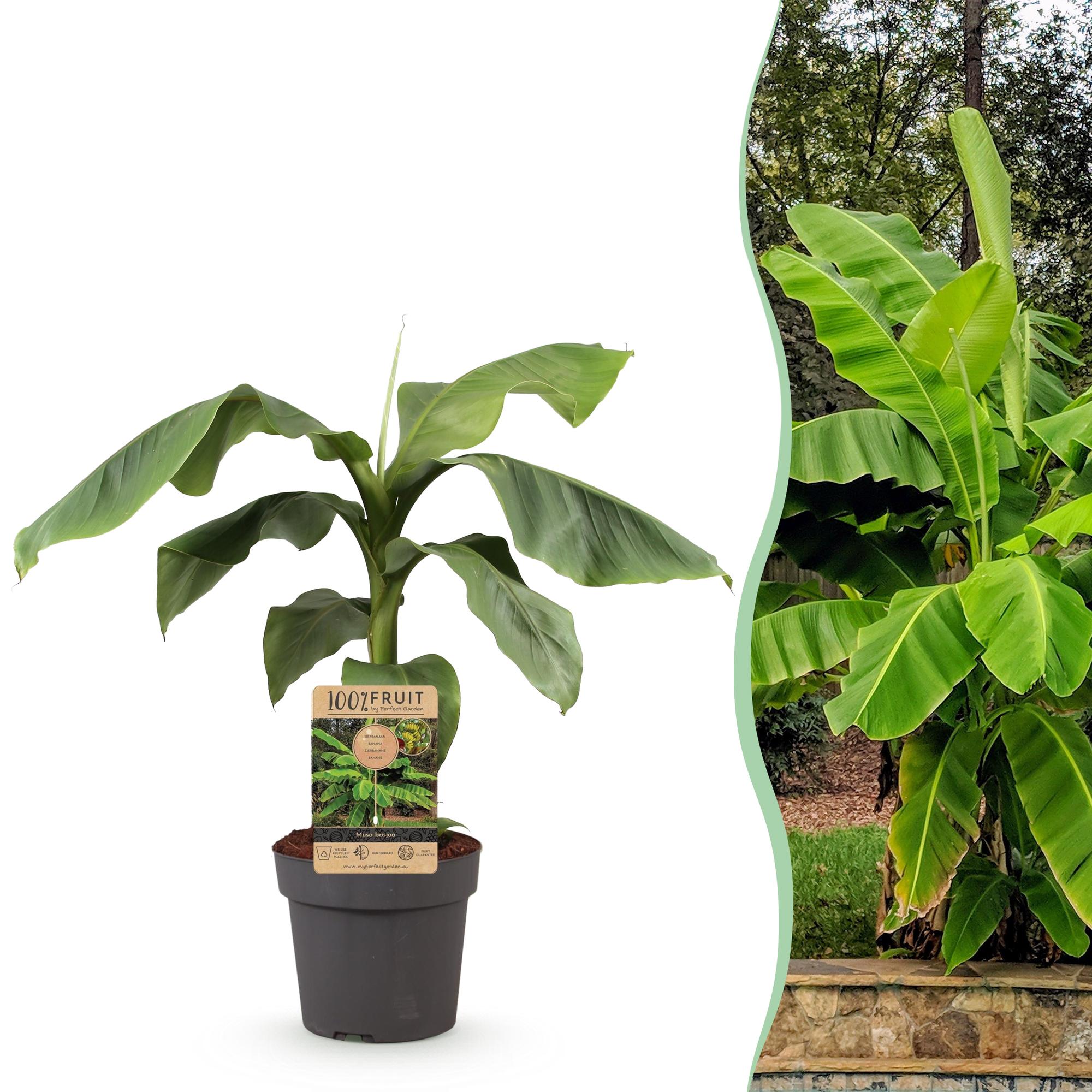 Obstpflanze, Musa Basjoo, Bananenbaum, Winterhart, Grün, 1 Pflanze, Topf 21 cm, 70-90 cm