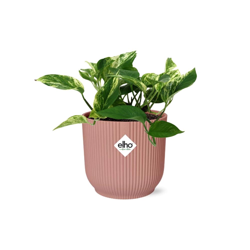 Scindapsus (Epipremnum) Marble Queen im ELHO Vibes Fold, 14 cm, rosa