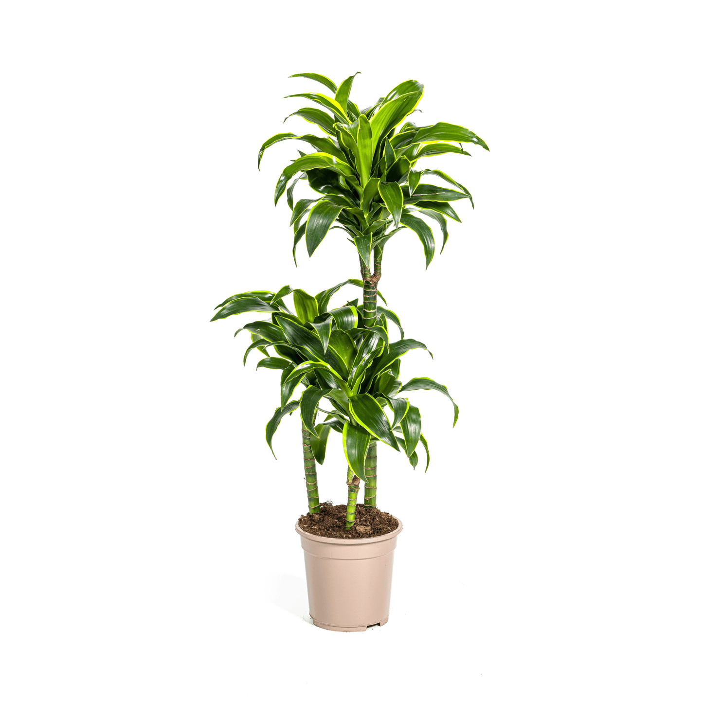 Dracaena Deremensis Dorado Ø21cm - ↕100 - 120cm - Botanic-Vibes