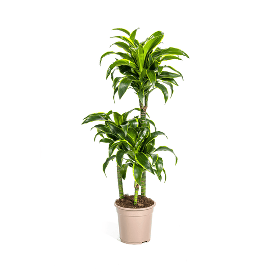 Dracaena Deremensis Dorado Ø21cm - ↕100 - 120cm - Botanic-Vibes