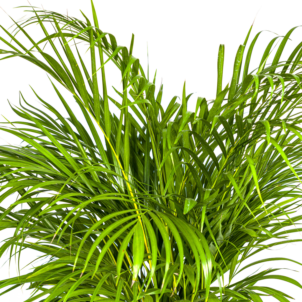 Dypsis Areca Lutescens mit Korb Ø24 cm, 120-140 cm