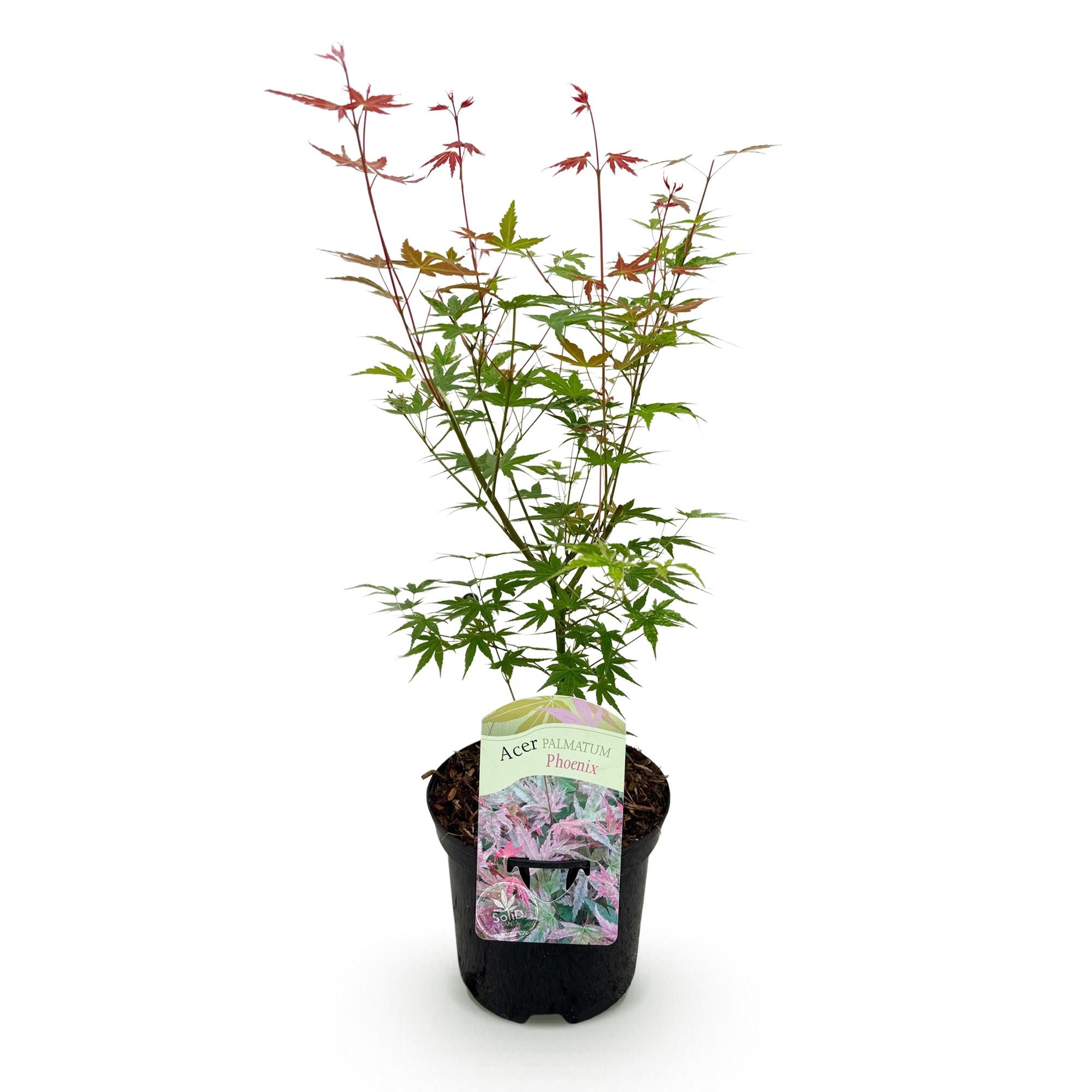 GreenboutiQ, Balkonpflanze, Japanischer Ahorn, Acer palmatum Phoenix, Rosa, Laubabwerfend, Topf 19cm Höhe 70cm