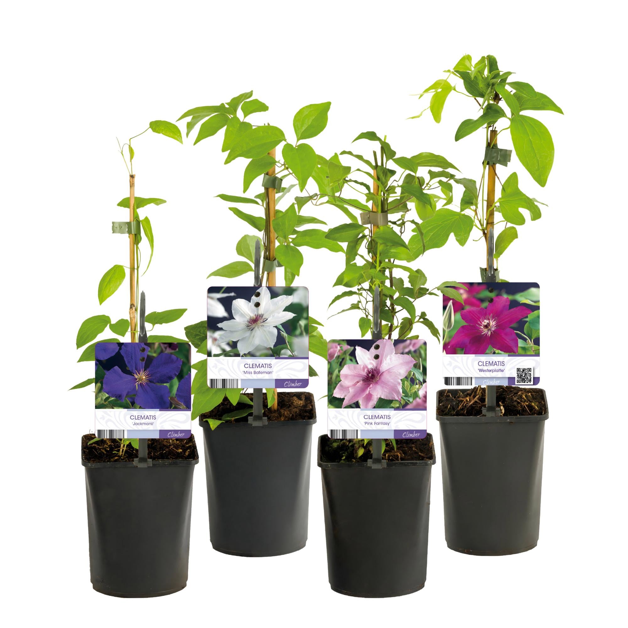 Kletterpflanze, Clematis Rainbow, Blüte Rosa Weiß Lila Rot, Wenig Pflege, 4 Pflanzen, Topf 11 cm 40 cm