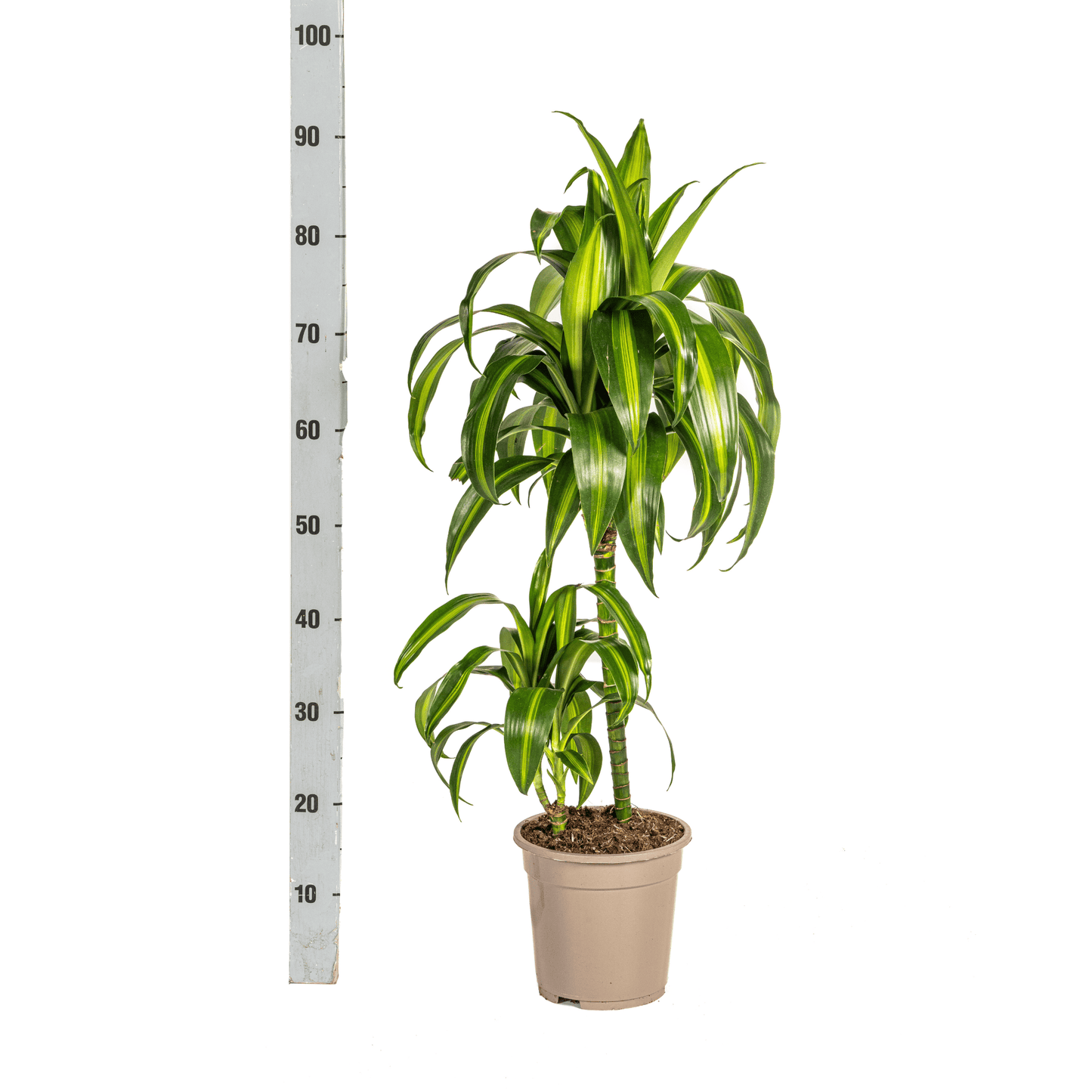Dracaena Deremensis Hawaiian Sunshine Ø19cm - ↕70 - 90cm - Botanic-Vibes