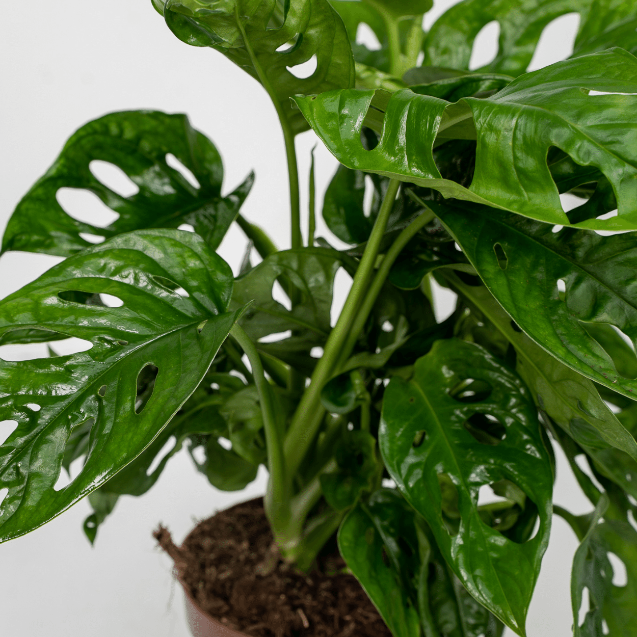 2x Monstera Monkey Leaf, Lochpflanze, 30 cm, Ø12 cm