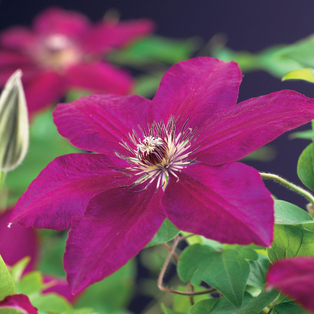 Kletterpflanze, Clematis Westerplatte, Blüte Rot, Pflegeleicht, 2 Pflanzen, Topf 11 cm 40 cm