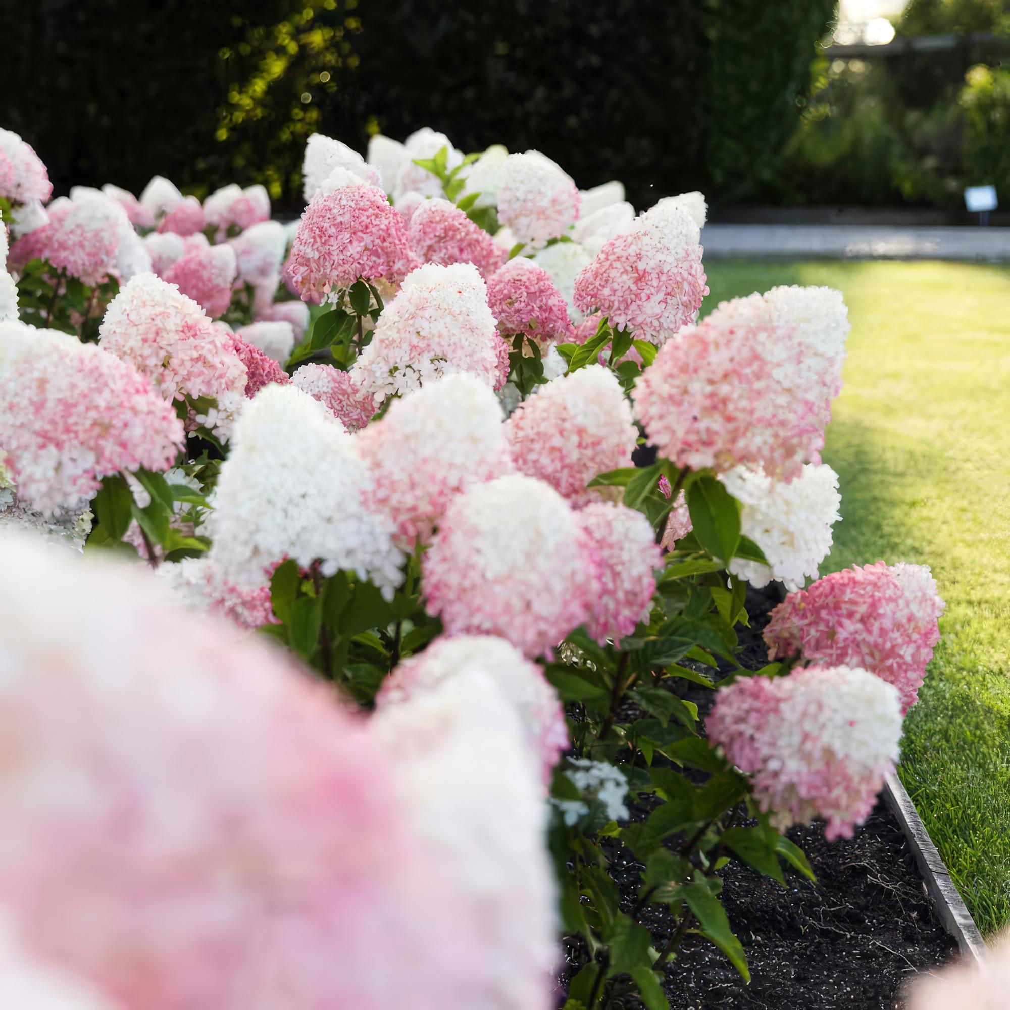 Hydrangea panniculata Living Rosa & Rose, Rispenhortensie, Winterhart, Rosa, 1 Pflanze, Topf 12 cm, 20-30 cm