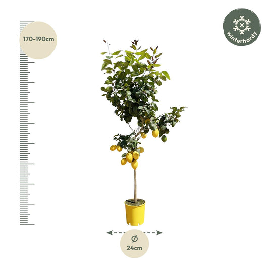 Zitronenbaum – 150 cm – Ø24