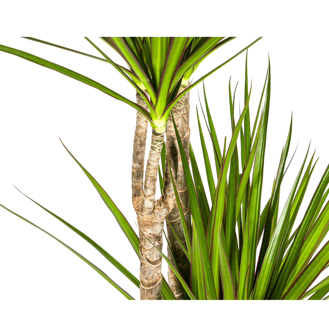 Dracaena Marginata Green Ø27cm - ↕170 - 190cm - Botanic-Vibes