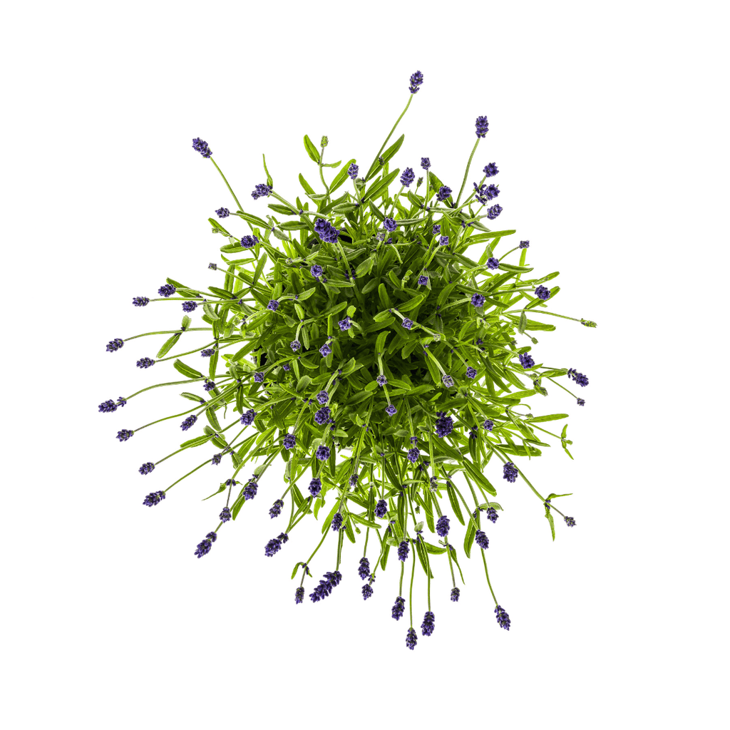 2x Lavandula angustifolia Ø19cm - ↕40 - 50cm - Botanic-Vibes