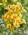 2x, Campsis Summer Jazz 'Gold Trumpet', 65 cm, Ø15 cm