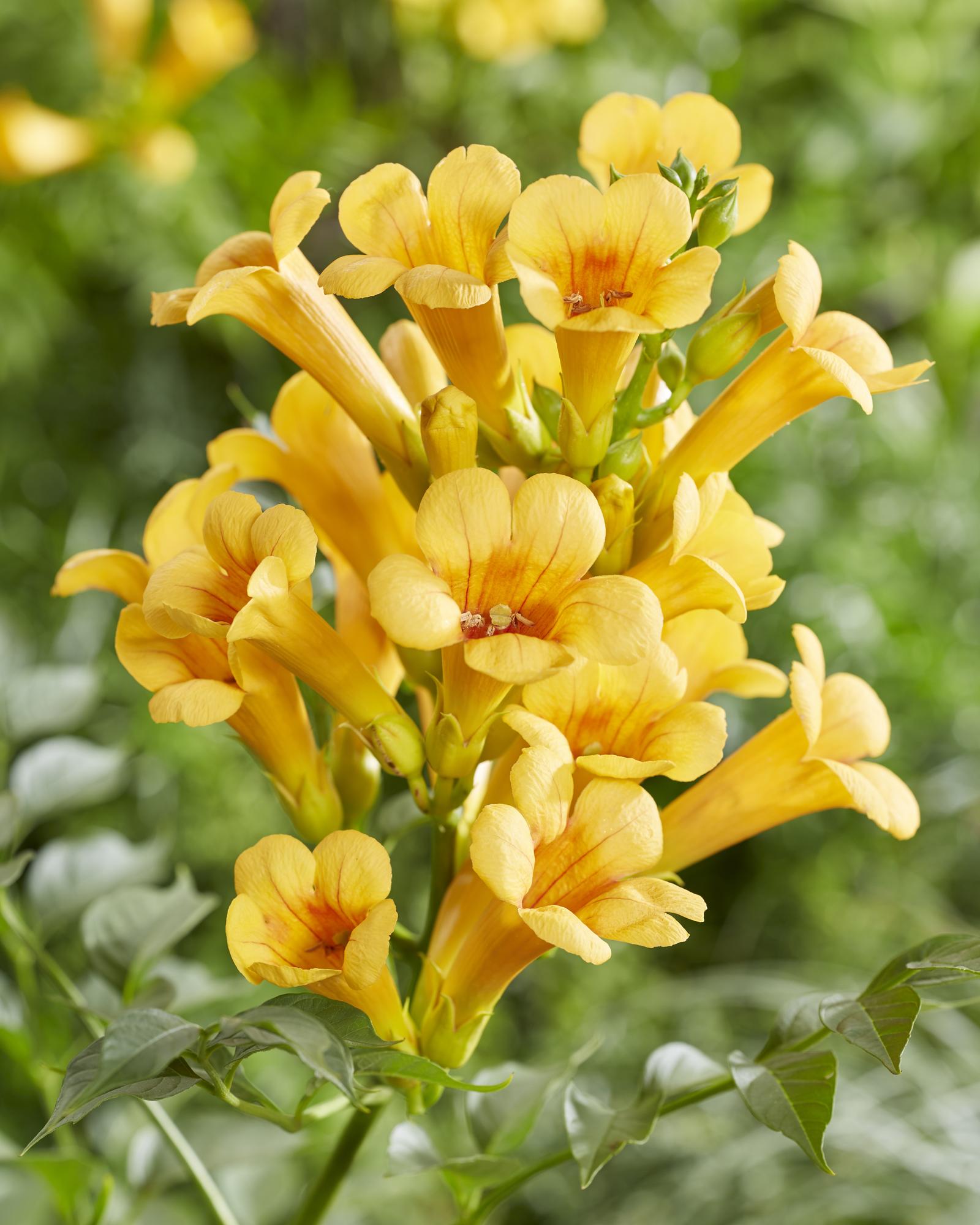 2x, Campsis Summer Jazz 'Gold Trumpet', 65 cm, Ø15 cm