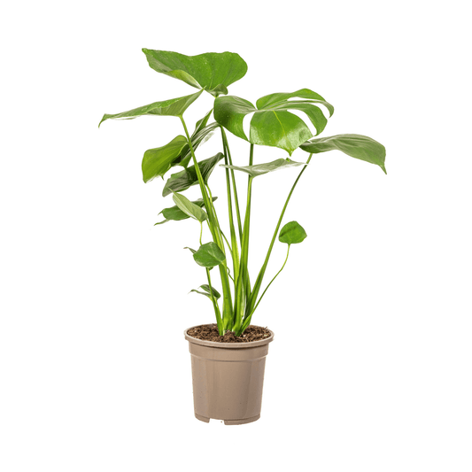 Monstera Deliciosa Tauerii Ø17cm - ↕50 - 70cm - Botanic-Vibes