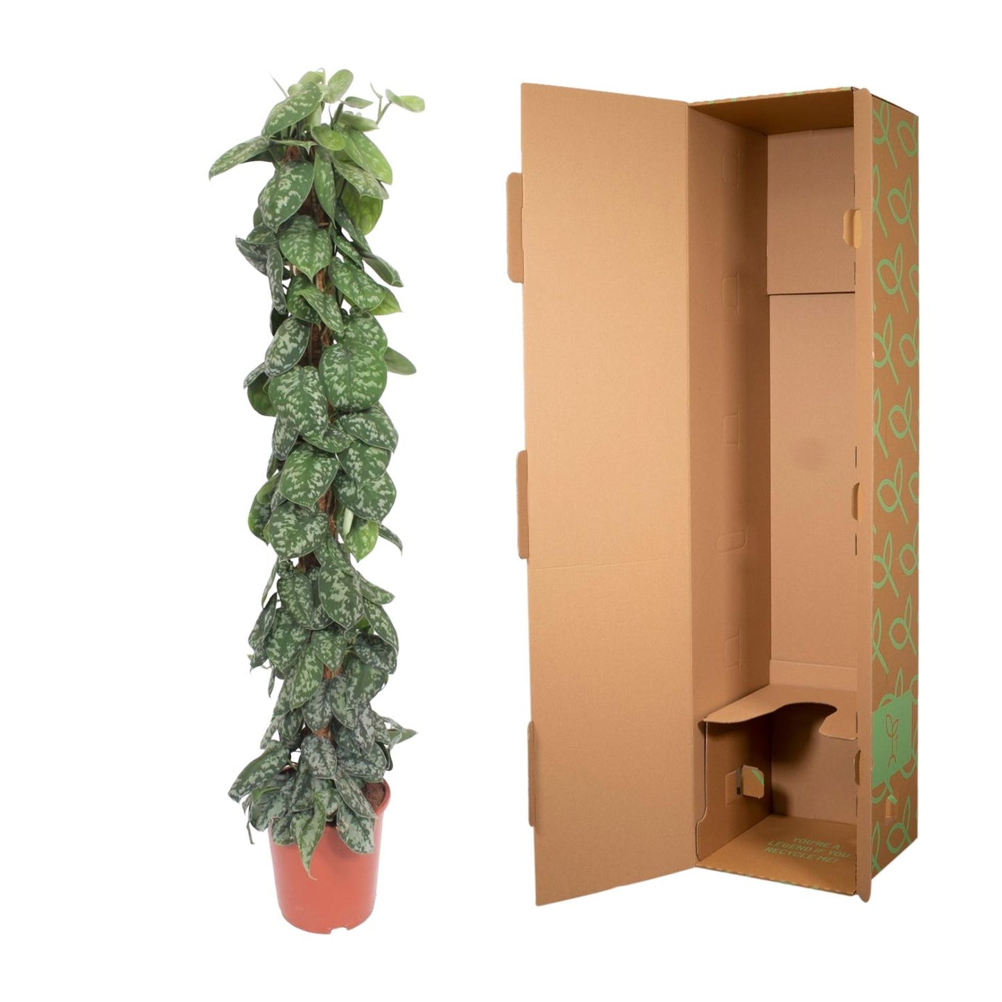 Scindapsus pictus Trebie – mit Moosstab – 160 cm – Ø30
