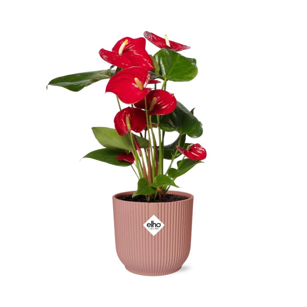 Anthurium Rot 12 cm im ELHO Vibes Fold, 14 cm, rosa