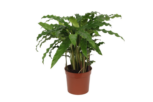 Calathea Bluegrass – 35 cm – ø12