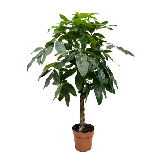Pachira aquatica – 170 cm – Ø27