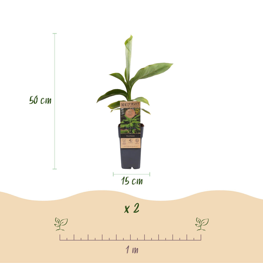 Obstpflanze, Musa Basjoo, Bananenbaum, Winterhart, Grün, 2 Pflanzen, Topf 15 cm, 50 cm