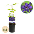 Kletterpflanze, Clematis The President, Blüte Rosa, Wenig Pflege, 2 Pflanzen, Topf 11 cm 40 cm