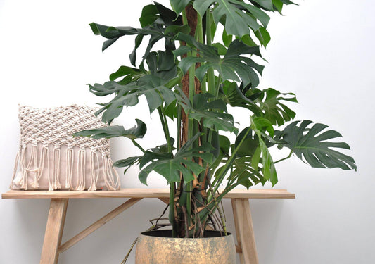 Monstera deliciosa XXL – 150 cm – Ø27 - Botanic-Vibes