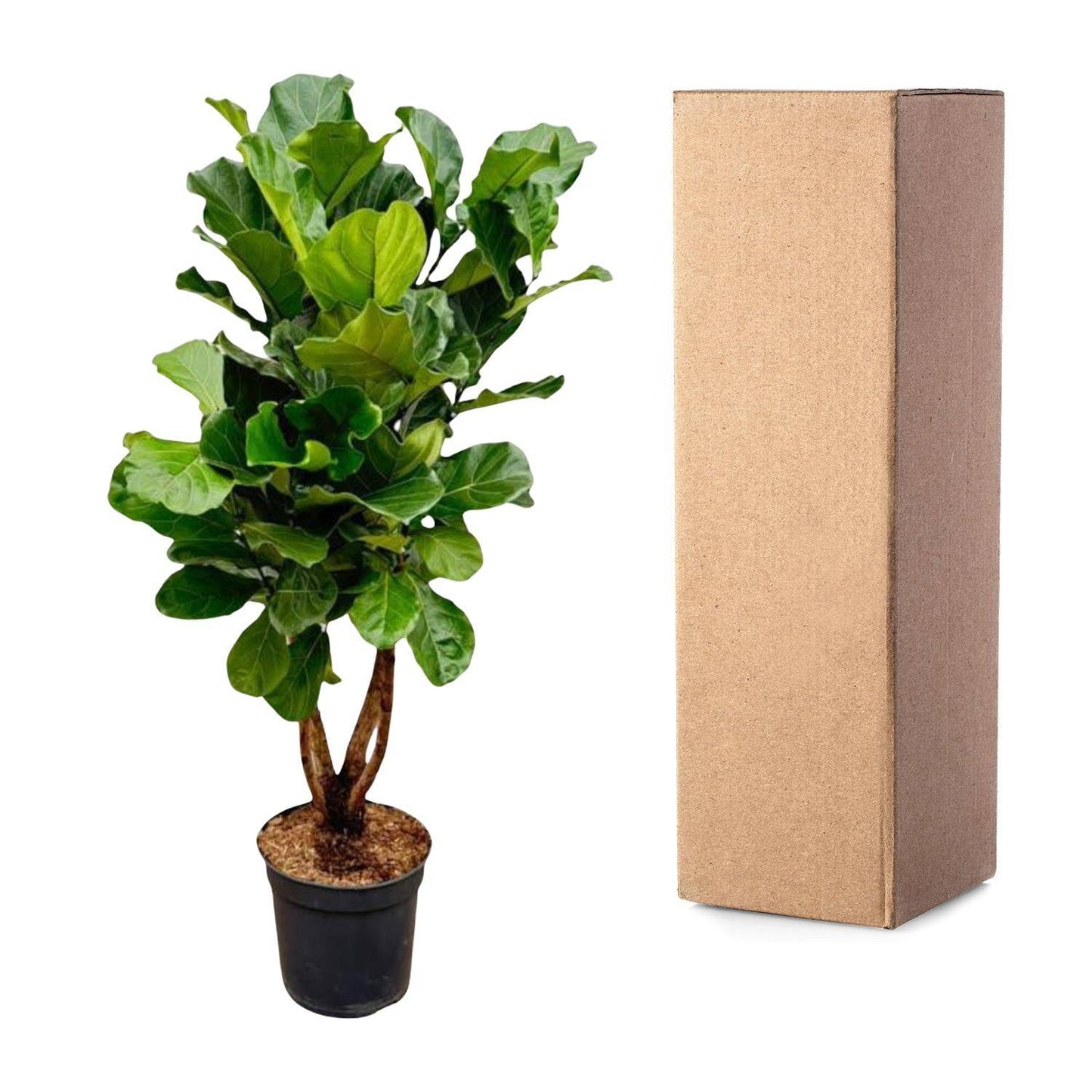 Ficus Lyrata verzweigt XL – 190 cm – Ø32 - Botanic-Vibes