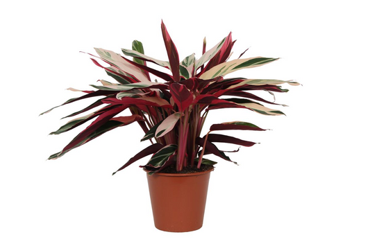 Calathea Triostar (Stromanthe) – 70 cm – ø19