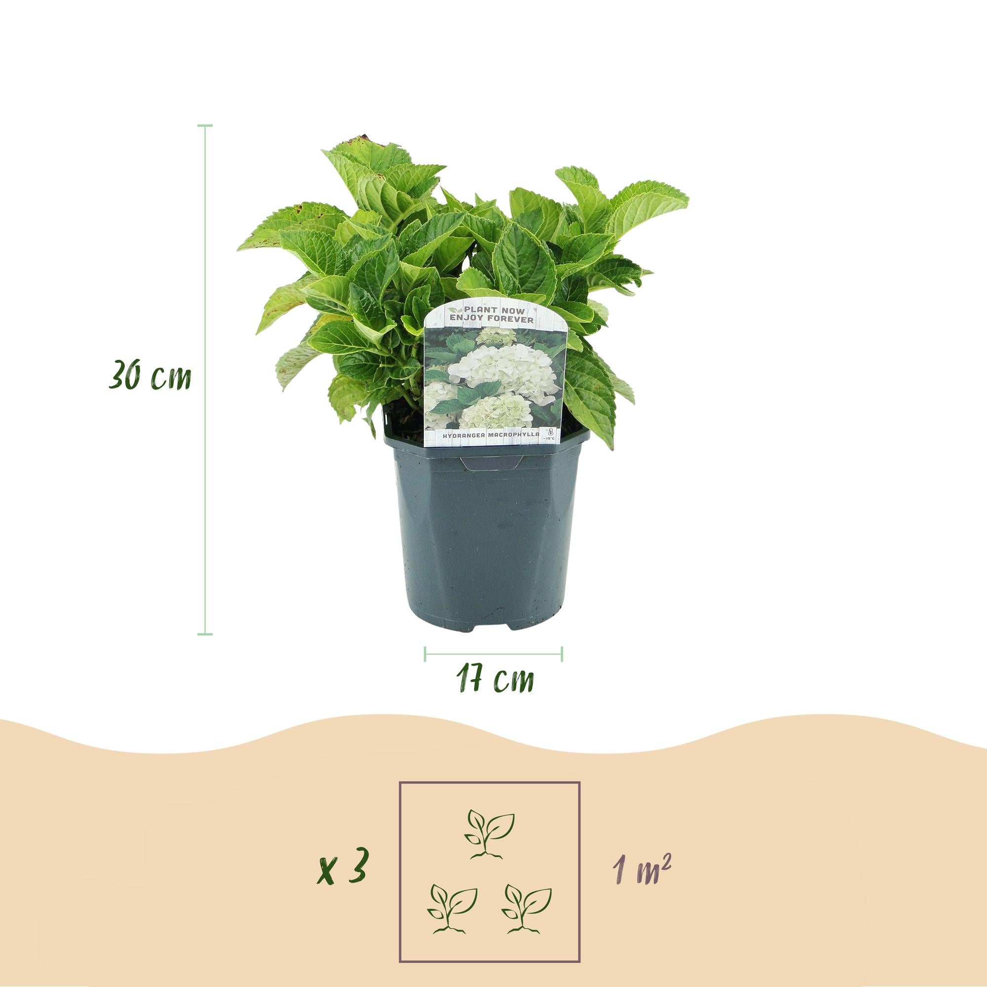 Hortensie, Hydrangea macrophylla Weiß, Blüte Weiß, 3 Pflanzen, 1 m2, Laubabwerfend, Wenig Pflege, Topf 17 cm 30 cm