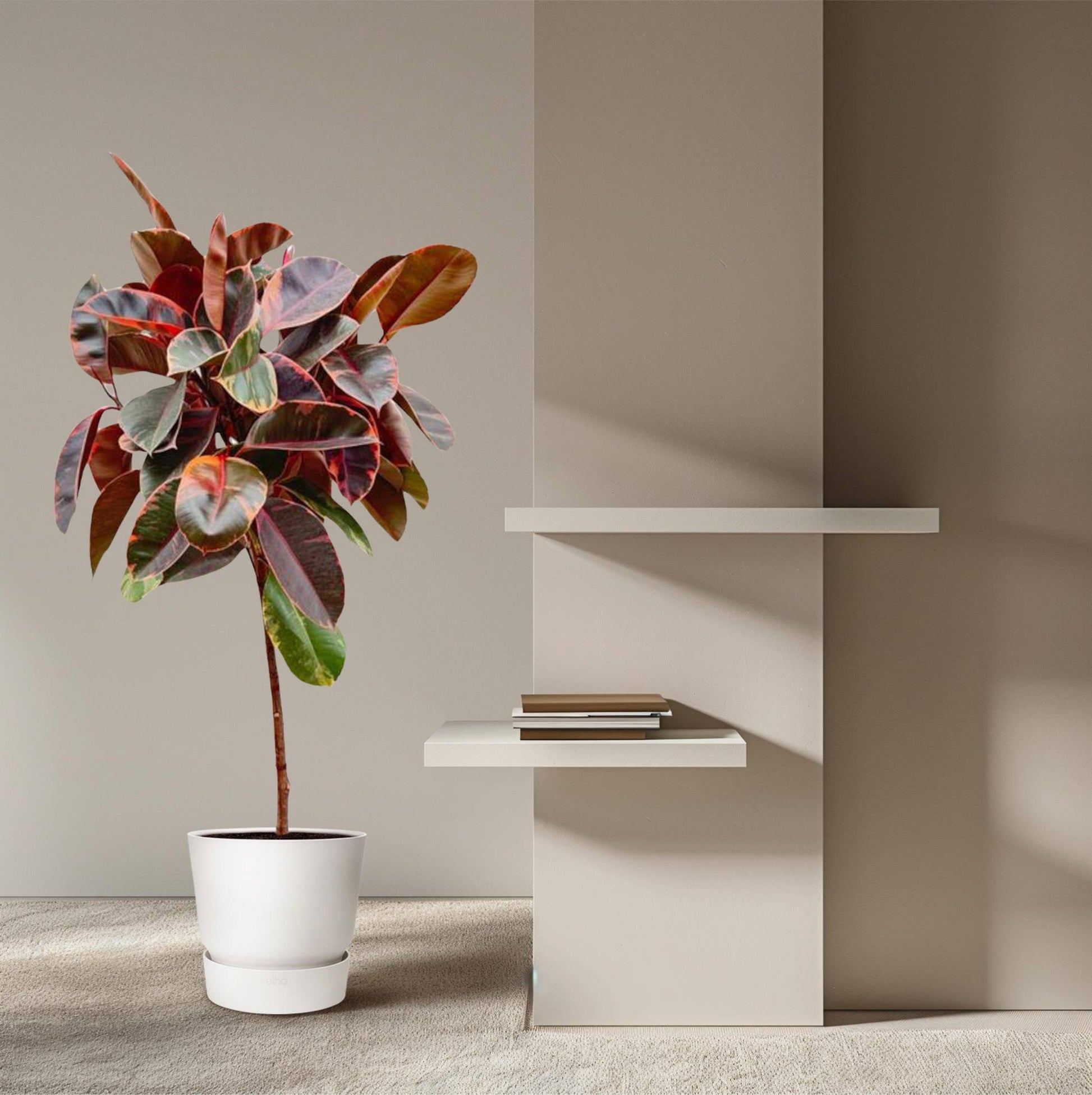 Ficus elastica 'Belize' auf Stamm – 130 cm – Ø24 - Botanic-Vibes