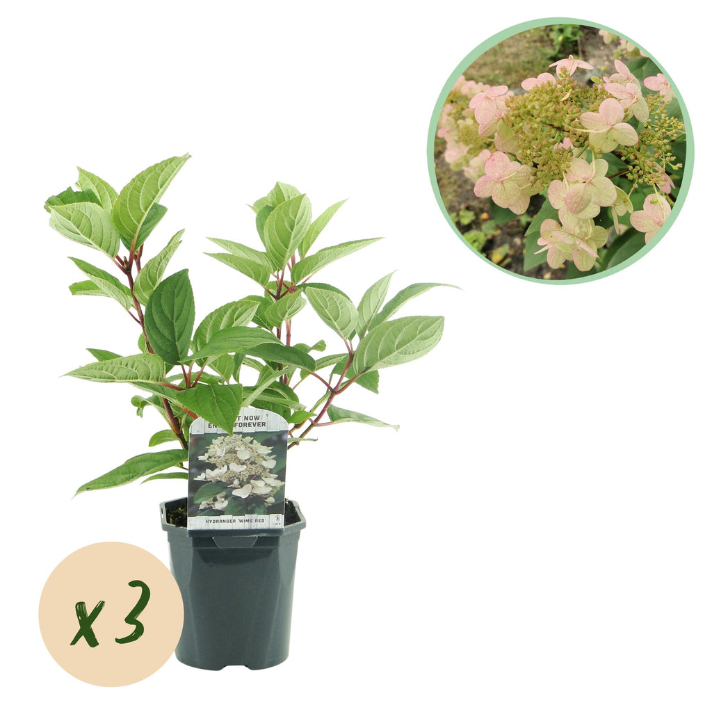Rispenhortensie, Hydrangea panniculata Wims Rot, Blüte Weiß Rot, 3 Pflanzen, 1 m2, Laubabwerfend, Große Blüten, Topf 17 cm 50 cm