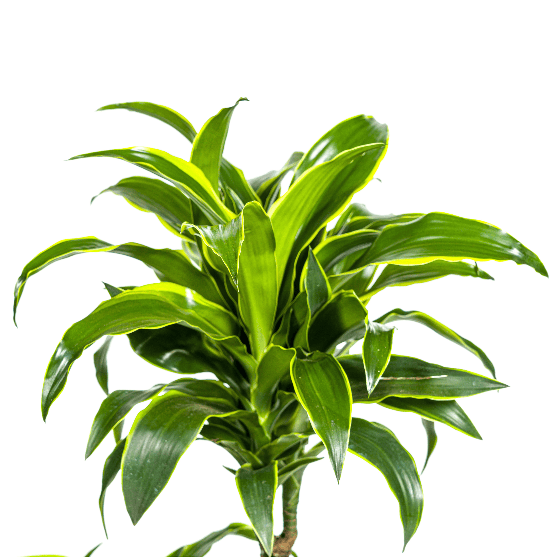 Dracaena Deremensis Dorado Ø21cm - ↕100 - 120cm - Botanic-Vibes