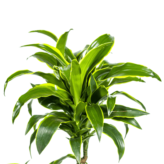 Dracaena Deremensis Dorado Ø21cm - ↕100 - 120cm - Botanic-Vibes