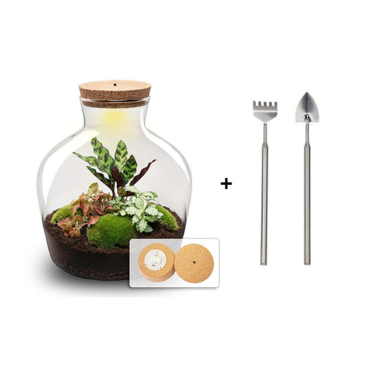 DIY-Terrarium – Fat Joe Rot – 30 cm + Rechen & Schaufel