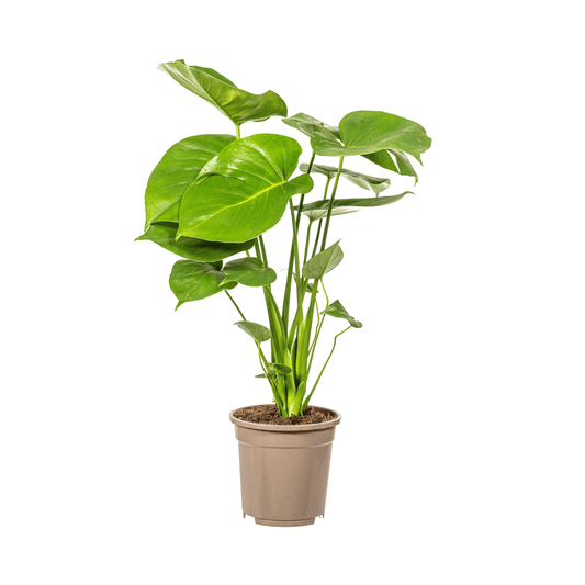 Monstera Deliciosa Tauerii Ø17cm - ↕50 - 70cm - Botanic-Vibes