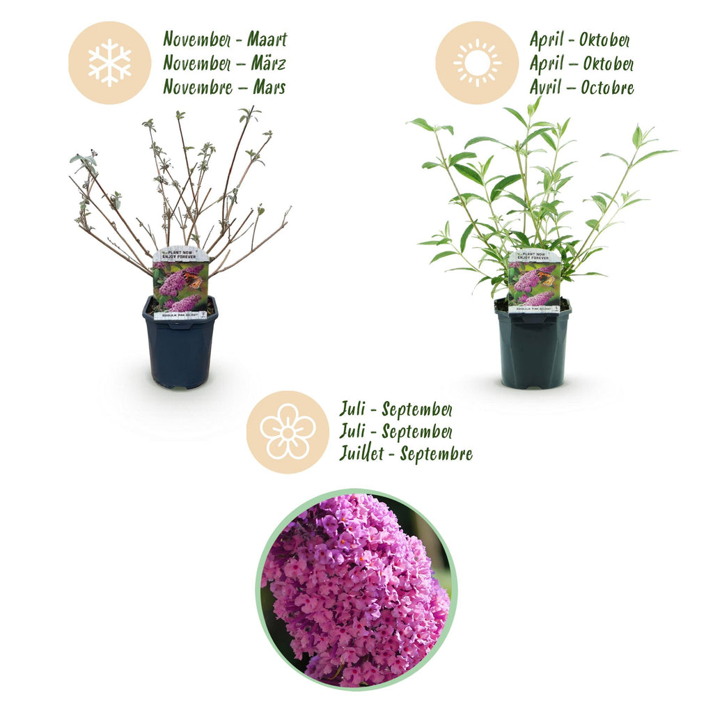 Buddleja davidii Rosa Delight, Schmetterlingsstrauch, Winterhart, Rosa, 1 Pflanze, Topf 17 cm, 45 cm
