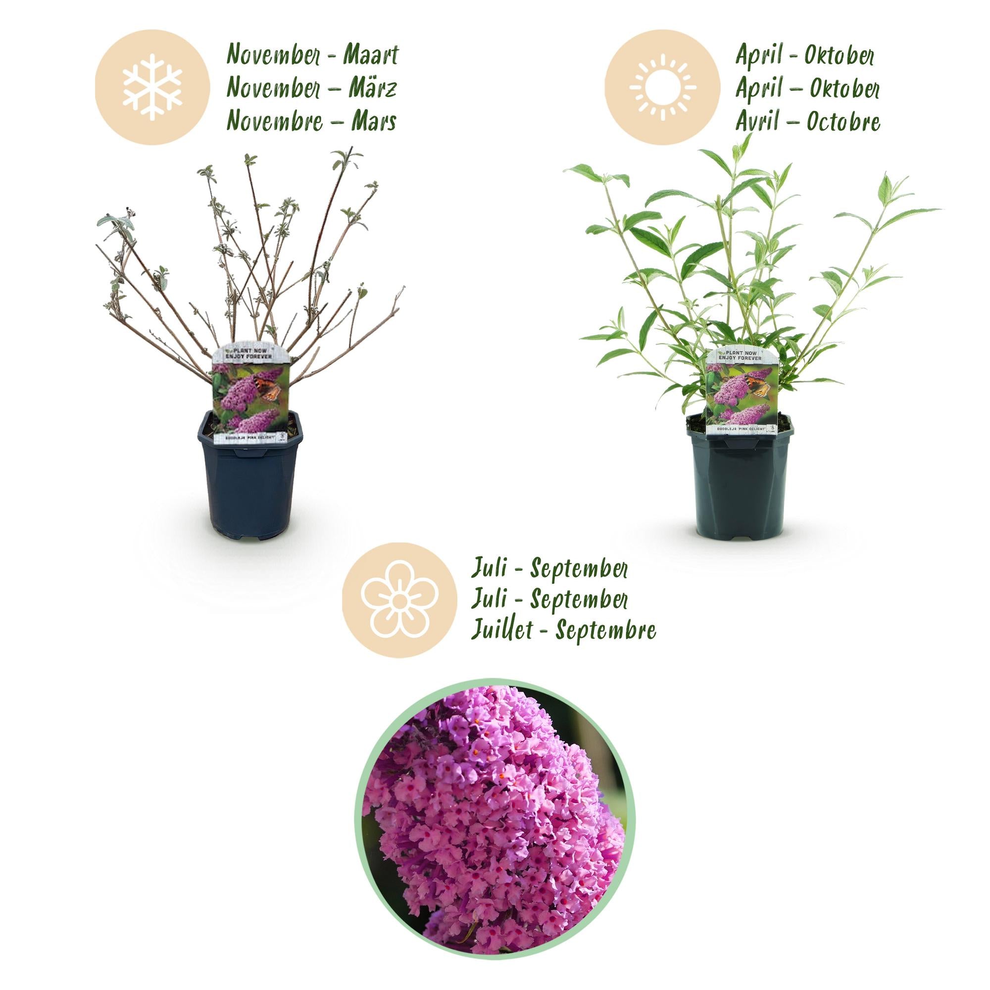 Buddleja davidii Rosa Delight, Schmetterlingsstrauch, Winterhart, Rosa, 1 Pflanze, Topf 17 cm, 45 cm