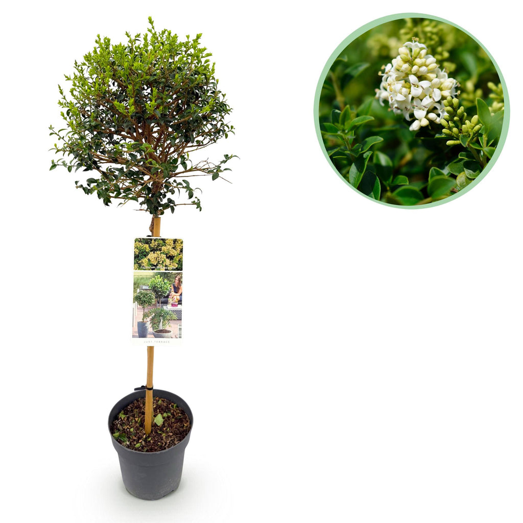 Stamm Pflanze, Ligustrum delavayanum, Terrassenpflanze, Immergrün, Winterhart, Grüne Blätter, Topf 19 cm 90 cm