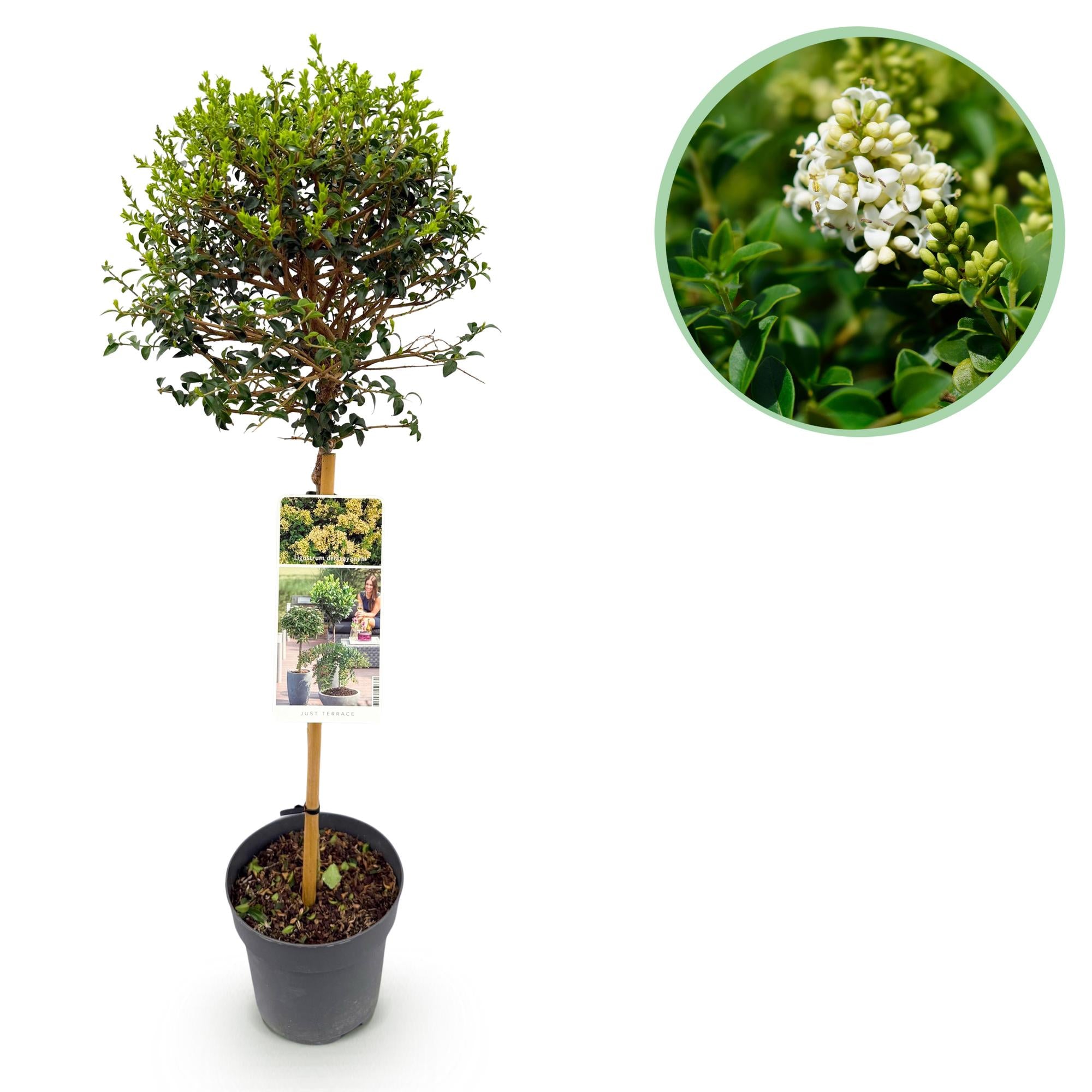 Stamm Pflanze, Ligustrum delavayanum, Terrassenpflanze, Immergrün, Winterhart, Grüne Blätter, Topf 19 cm 90 cm