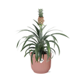 Mother's Day, Ananas Mi Amigo im ELHO Vibes Fold, 14 cm, rosa